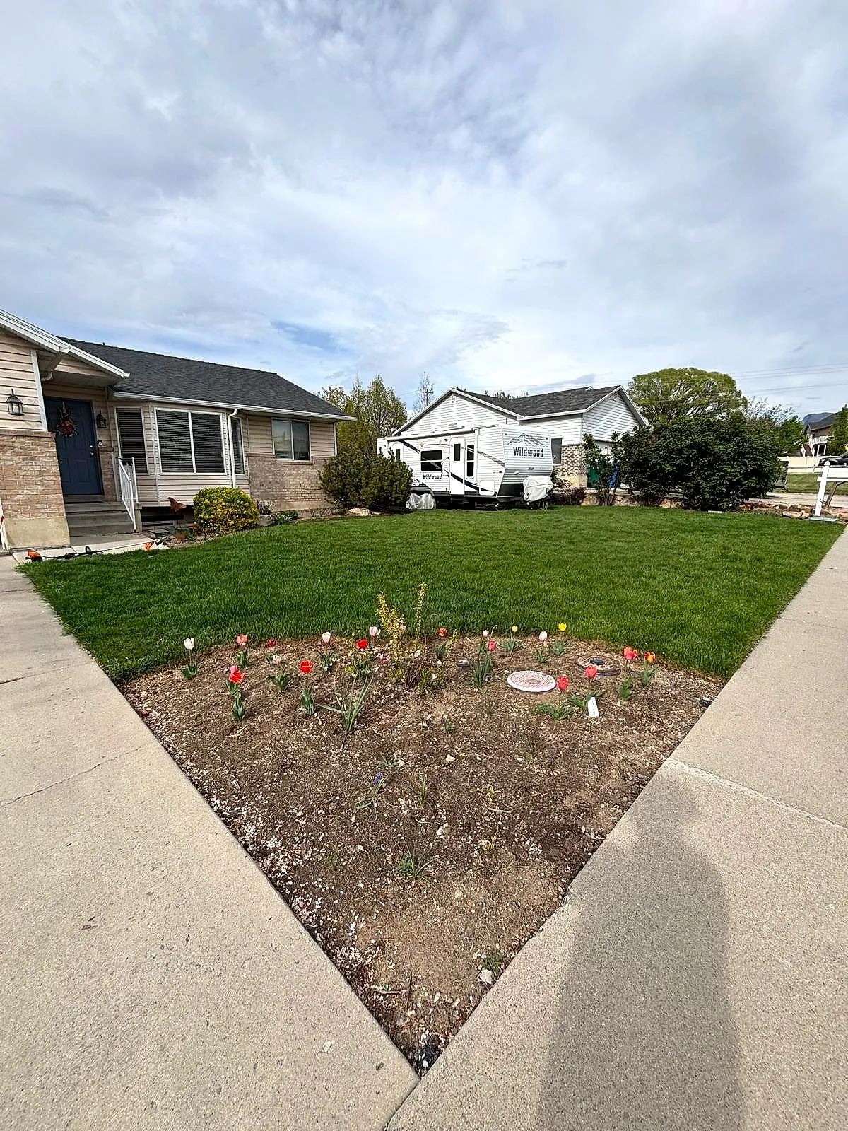 A front lawn with a tidy tulip bed at the sidewalk corner, cared for by Taylor’d Lawn Care